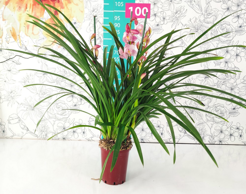 CYMBIDIUM_DIAM